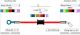 Stainless Steel Brake Line, One-Piece, Length 51-150cm (Length, Colour of Fittings & Shroud freely selectable, incl. copper sealing rings)